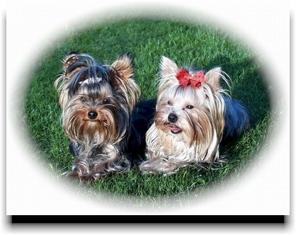 Flummy & Gizmo